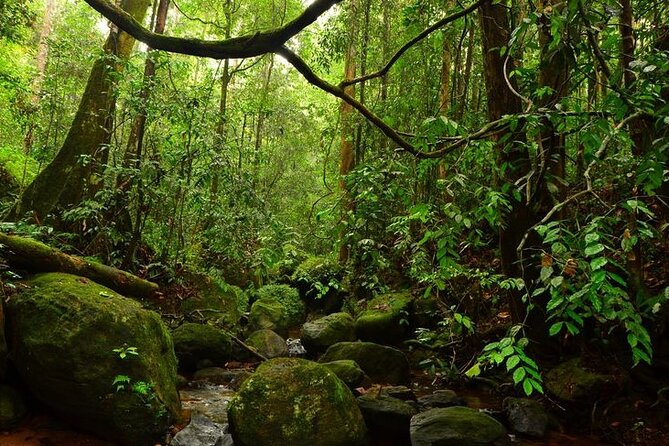 Exclusive Rainforest Day Tour